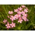 Centaurium Erythraea